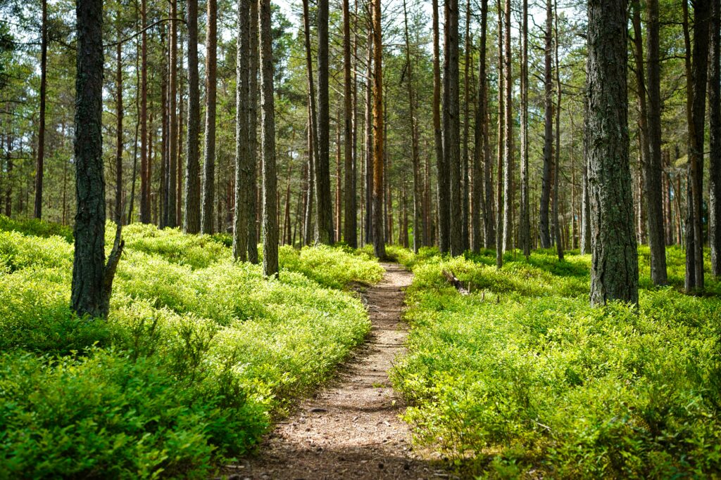 Dirt path winds through a dense pine forest with green undergrowth nearby.
